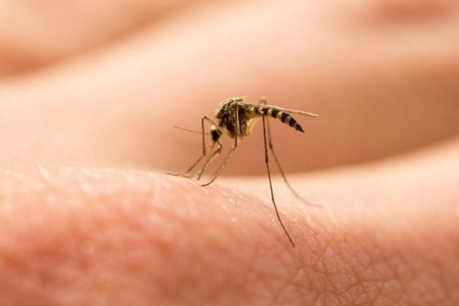 মশাবাহিত এই ৫টি রোগ থেকে যেভাবে সুরক্ষিত থাকবেন!