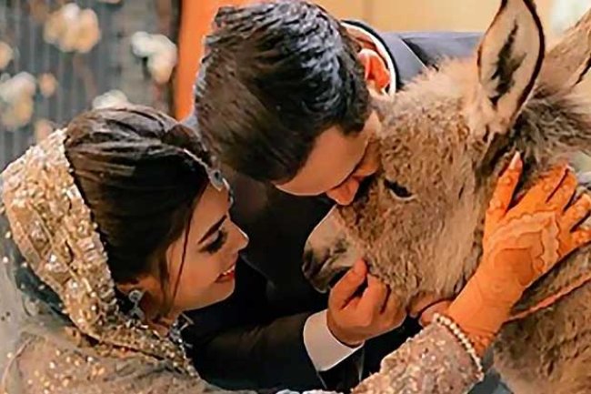 নববধূকে গাধাঁ উপহার দিলেন বর!