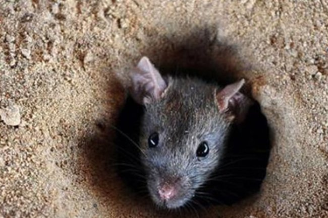 ইঁদুর মারার নিয়োগ বিজ্ঞপ্তি! বেতন ১ কোটি ৭০ লাখ টাকা…