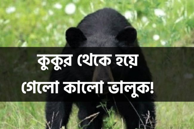 কুকুর থেকে হয়ে গেলো কালো ভালুক!