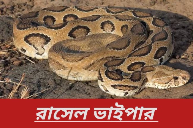 রাসেল ভাইপার কি তা জানুন (যেসব সাবধানতা প্রয়োজন)
