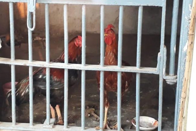 ২৫ দিন ধরে লকআপে দুই মুরগী!