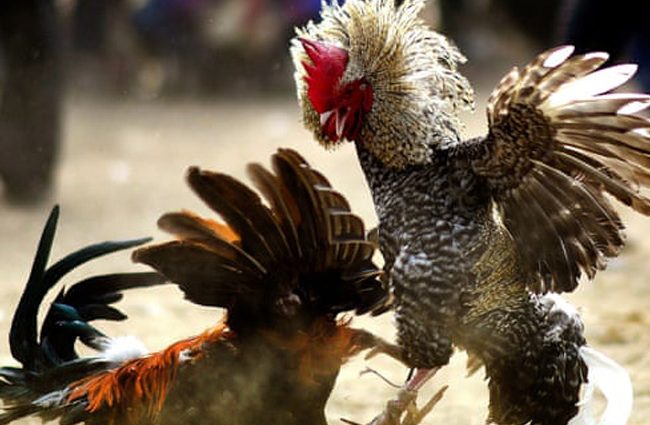 নিজের মালিককে হত্যার দায়ে থানায় মোরগ!