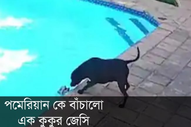 পমেরিয়ান কে বাঁচালো এক কুকুর জেসি