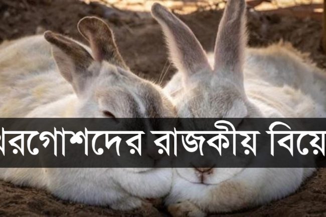 খরগোশদের রাজকীয় বিয়ে!
