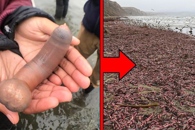 সমুদ্রের তীরে পাওয়া গেল এ কেমন প্রাণী