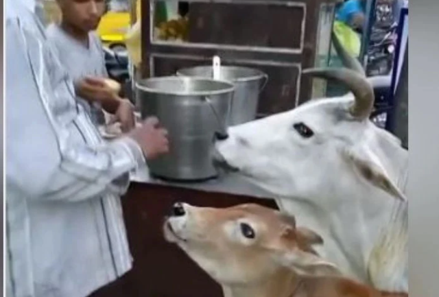 গরু খেলো ফুচকা! সোশ্যাল মিডিয়ায় ভাইরাল ভিডিও!