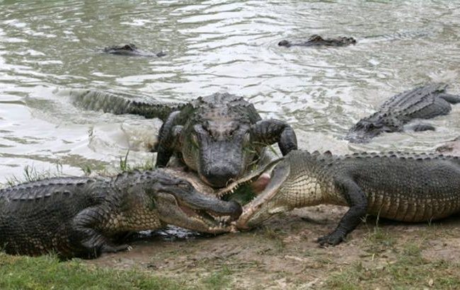 যানজটে বিরক্ত হয়ে কুমিরের নদীতে ঝাঁপ ব্যক্তির (ভিডিও)!