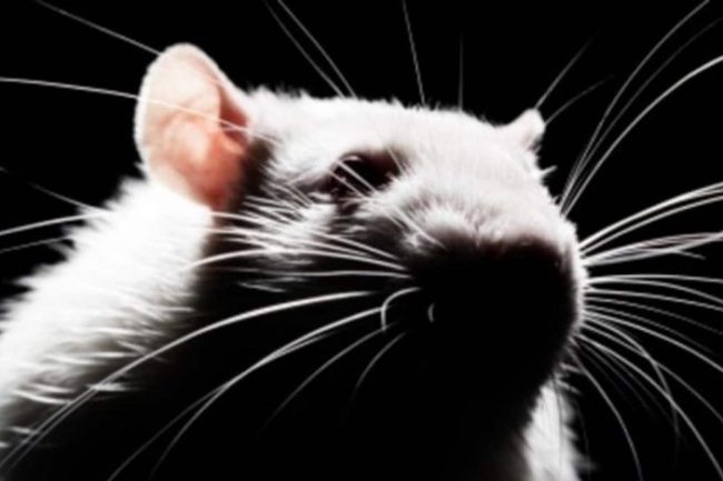 কষ্টের ২ লাখ টাকা খেলো ইঁদুর,মাথায় হাত সবজি বিক্রেতার