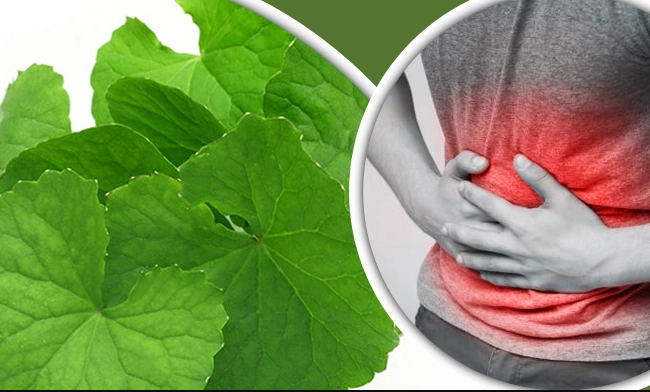 এক পাতাতেই সারবে পেটের সব রকম রোগ!