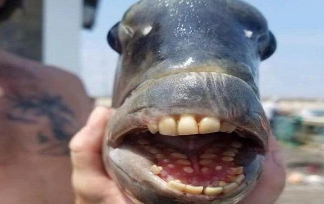 মানুষের মতো দাঁত রয়েছে মাছের, ধরা পড়েছে জালে