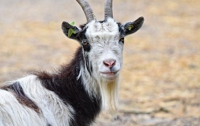 মানুষের শরীরে ছাগলের অণ্ডকোষ প্রতিস্থাপন হাতুড়ে চিকিৎসকের!