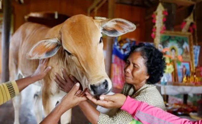‘গরু যা যা করে, আমার স্বামী বেঁচে থাকতেও তাই করতো’ - স্ত্রী