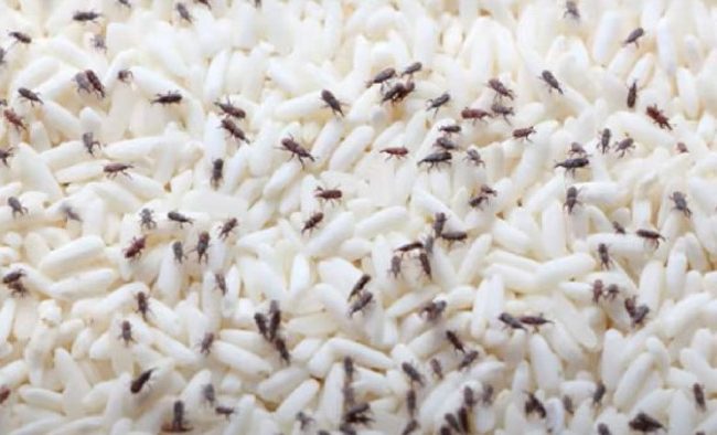 চালে পোকা ধরলে দূর করবেন কী ভাবে?