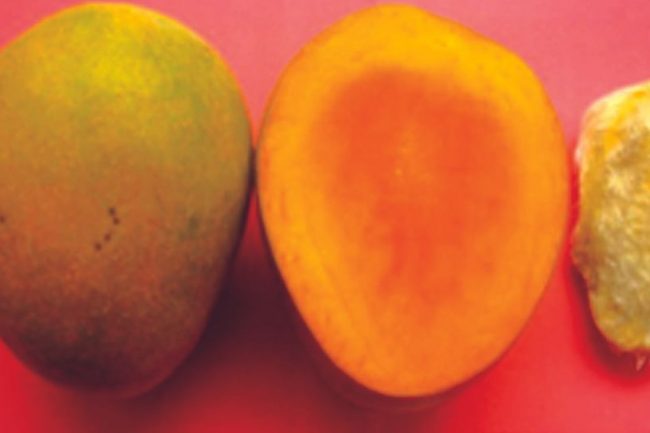 পাকা আম খাওয়ার আগে পানিতে ভিজিয়ে নিবেন, কেন?