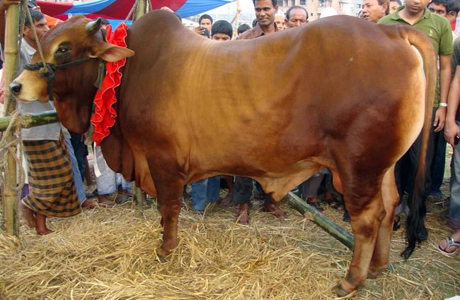 কৃত্রিমভাবে মোটাতাজা করা গরু চিনবেন যেভাবে